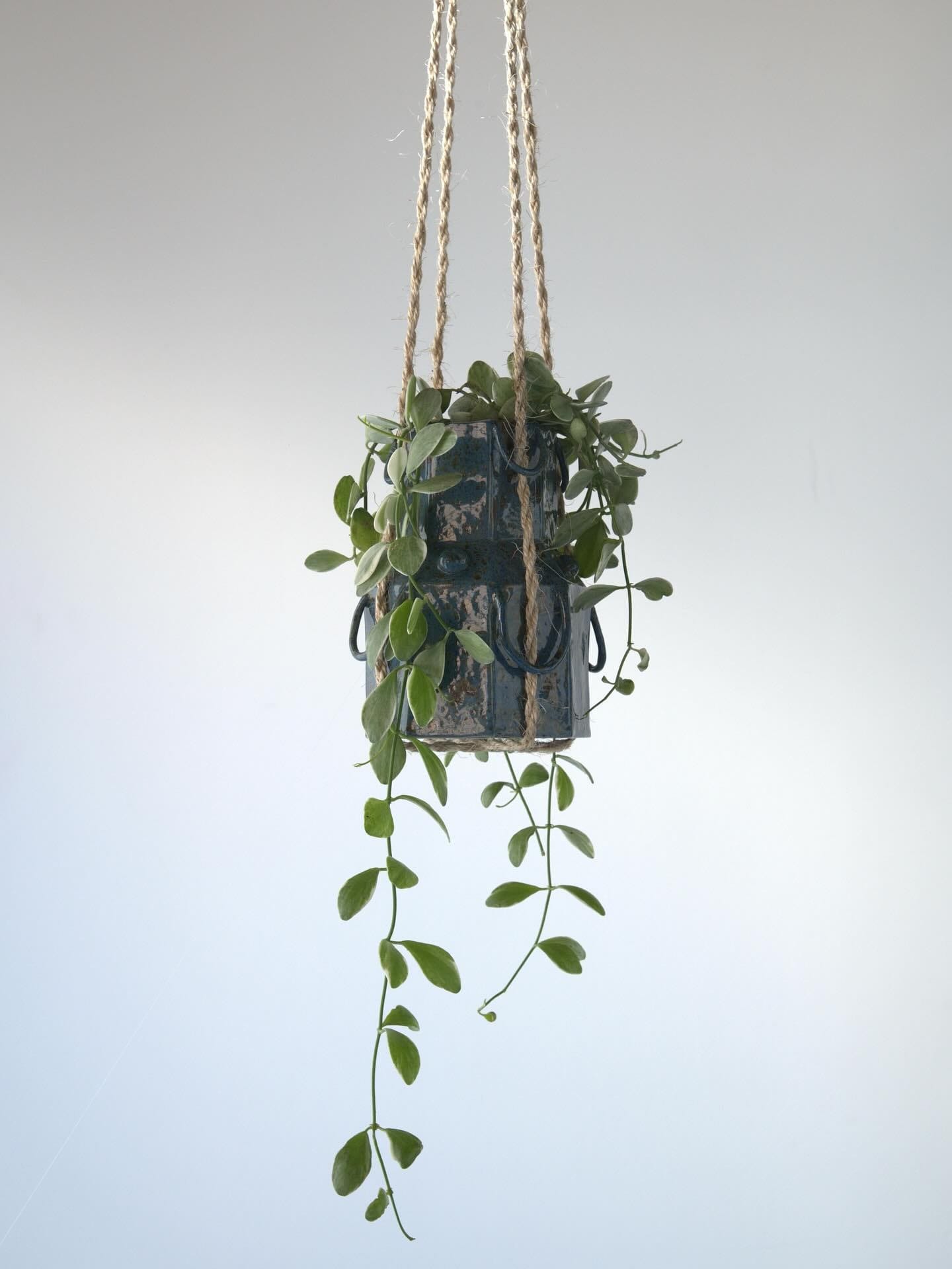 Gepot in zijn geheel, opgehangen aan jute touw met lange slingers van de plant